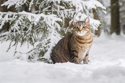 Cat Next To A Snowy Tree