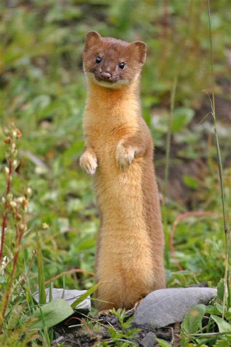 What Do Weasels Eat North American Nature
