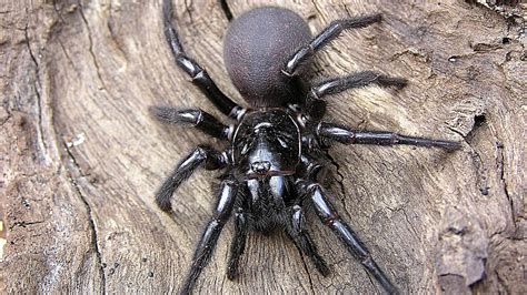 Nsw Scientists Discover A Massive 30 Year Old Funnel Web Spider