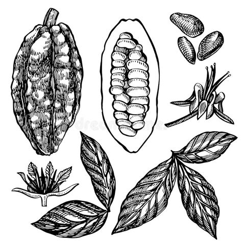 Set Cocoa Beans Vector Illustration Engraved Style Illustration