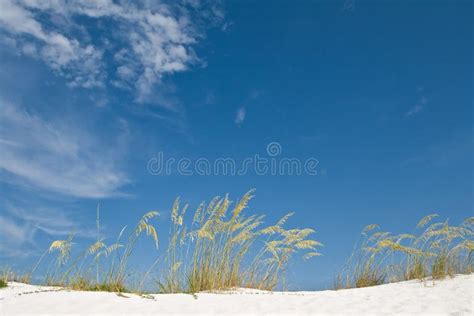 Destin Beach Sand Dune Stock Photos Free And Royalty Free Stock Photos