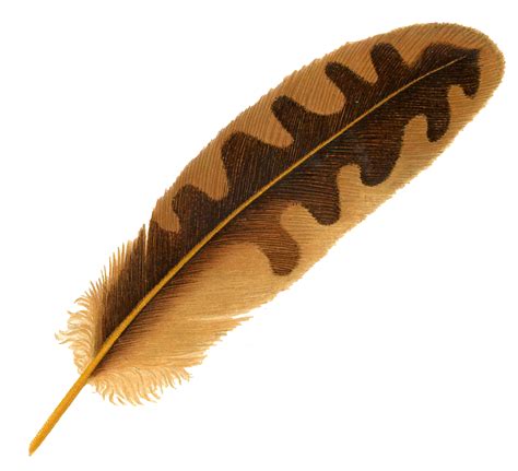 Free Feather Download Free Feather Png Images Free Cliparts On