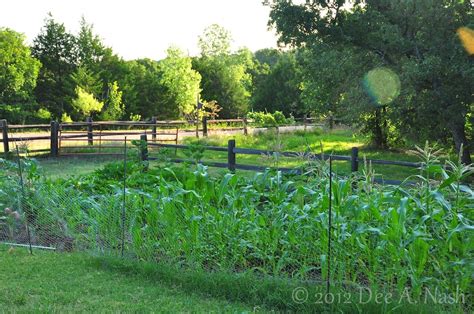 Best And Easiest Vegetables To Grow In Oklahoma Red Dirt Ramblings®