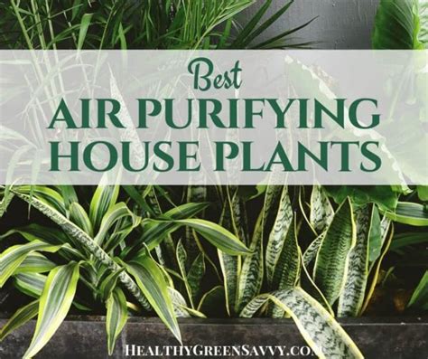 Best Plants For Cleaning Indoor Air Healthygreensavvy