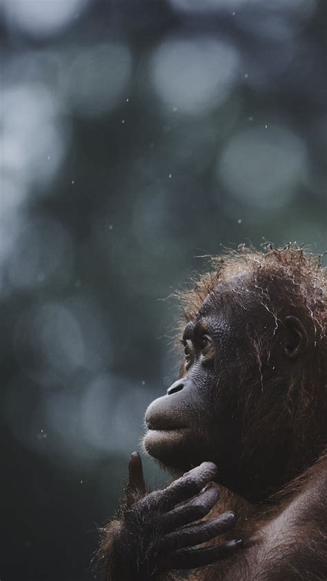 Wallpaper Orangutan Borneo Malaysia Wildlife National Geographic