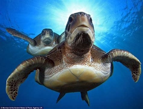 Playful Turtles Pose For A Selfie With Two Divers World Turtle Day