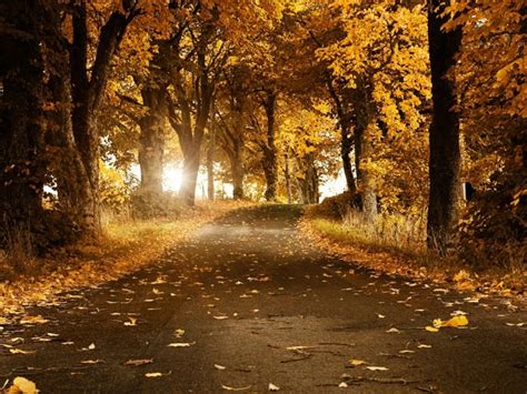Free Download Autumn Road Desktop Wallpaper 640x480 For Your Desktop