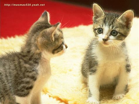 Cute Kitten Wallpaper Kittens Wallpaper 13938936 Fanpop