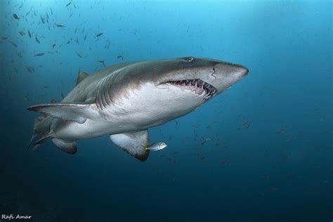 Photography Nature Animals Shark Wallpapers Hd
