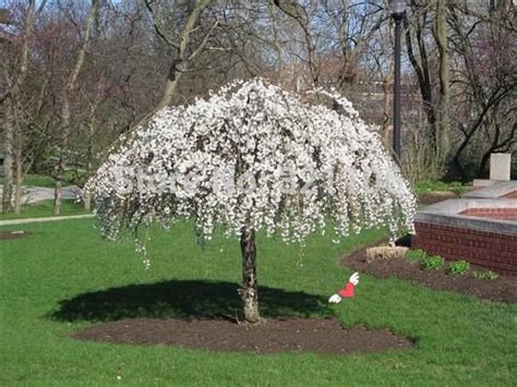 20 Snow Fountain Weeping Cherry Tree Diy And 50 Similar Items