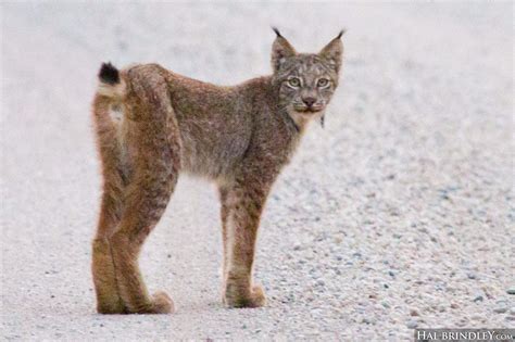Alibaba.com offers 1,591 mini bobcat for sale products. How to Tell the Difference Between a Canada Lynx and a ...