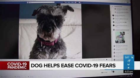 Youtube reached out to the team of dr. Montreal dog cheering people up amid COVID-19 pandemic ...