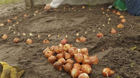 Can You Plant Flower Bulbs In The Winter Dutchgrown