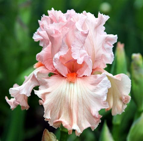 Tall Bearded Iris In My Garden Today Sowing The Seeds