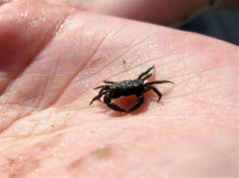 Sounds Of Danger Disrupt Crabs Dinner The New York Times