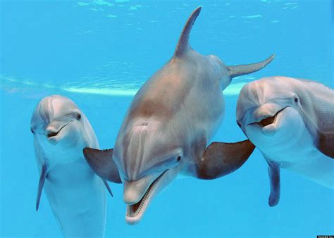 Pregnant Dolphins Brookfield Zoo Announces 3 Bottlenose Dolphins Are