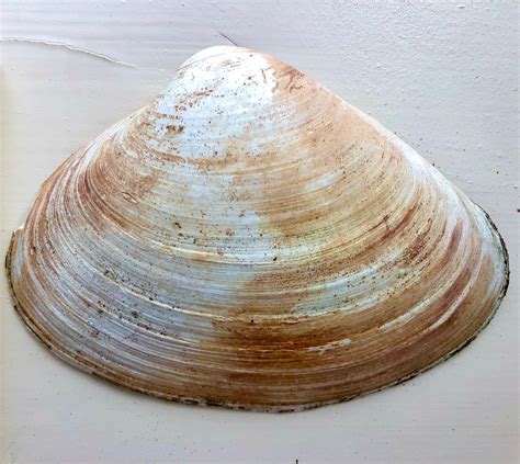 Large Sea Clam Shell Natural Unpolished Etsy