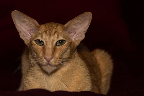 Sadly my elderly cat was recently out to sleep leaving a very bereft siamese looking for a new friend. Oriental Shorthair Cat - Fantastic Pet Encyclopedia, UK