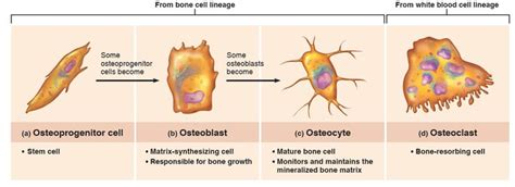 3 Types Of Bone Cells