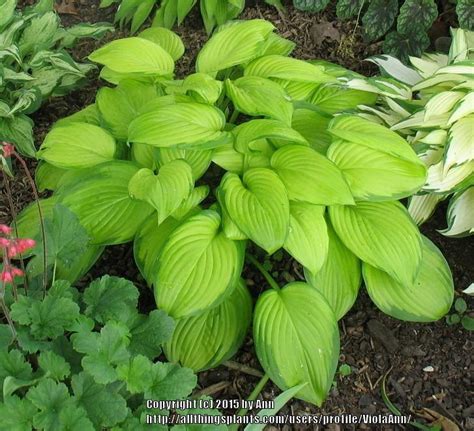 Photo Of The Entire Plant Of Hosta Stained Glass Posted By Violaann