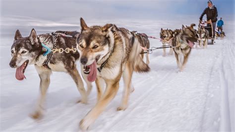 7 Days Dog Sled Adventure Lapland Arctic Friend