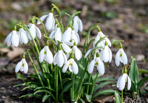 How To Plant Snowdrops And Other Bulbs In The Green
