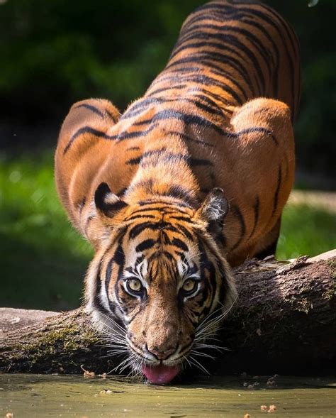 Magnificent Sumatran Tiger Rate 1 10 Magnificenttigers Who Else