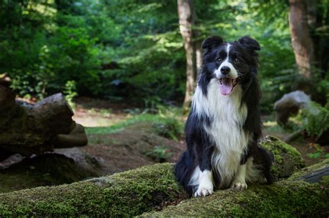 Unique Characteristics Of The Border Collie Golden Retriever Mix