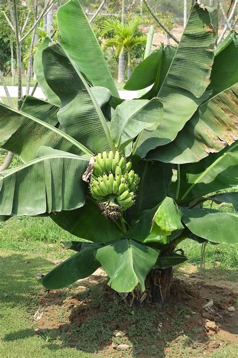 Do Bananas Grow On Trees Pitara Kids Network