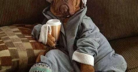 Funny Big Dog In Pyjamas Drinking Coffee In The Morning Tireddog Dogclothes Funnydog