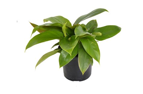 Philodendron Imperial Green • Lifestyle Home Garden Online Store