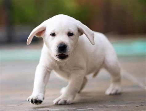 White Labrador An Essential Guide For White Lab Owners K9 Web