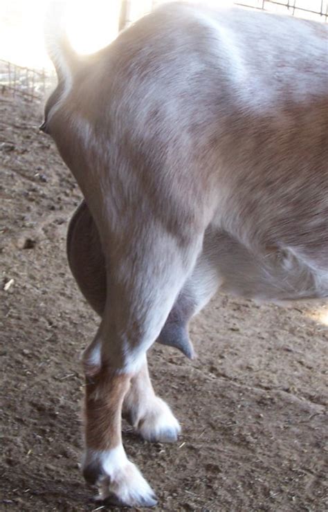 Nigerian Dwarf Ashby Farms Goats