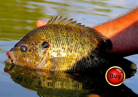 Double Jig Rig For Crappie Crappie Rambling Angler Outdoors
