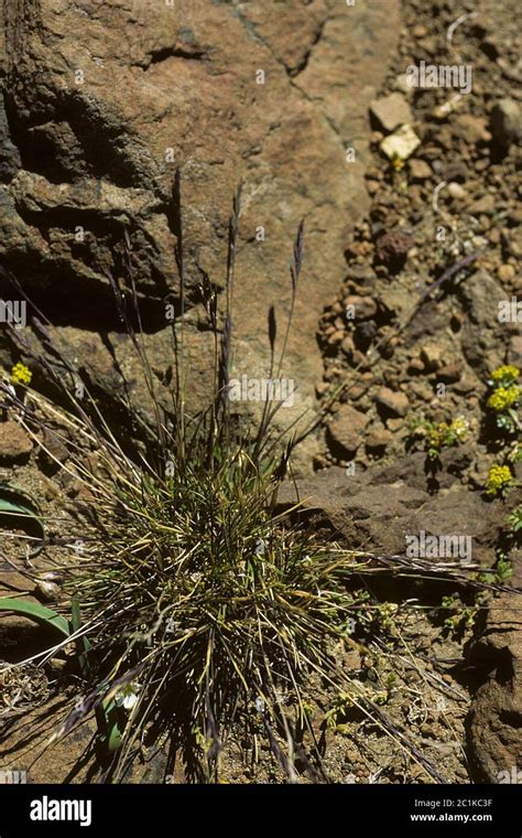 Festuca Sp Festuca Sp Stock Photo Alamy