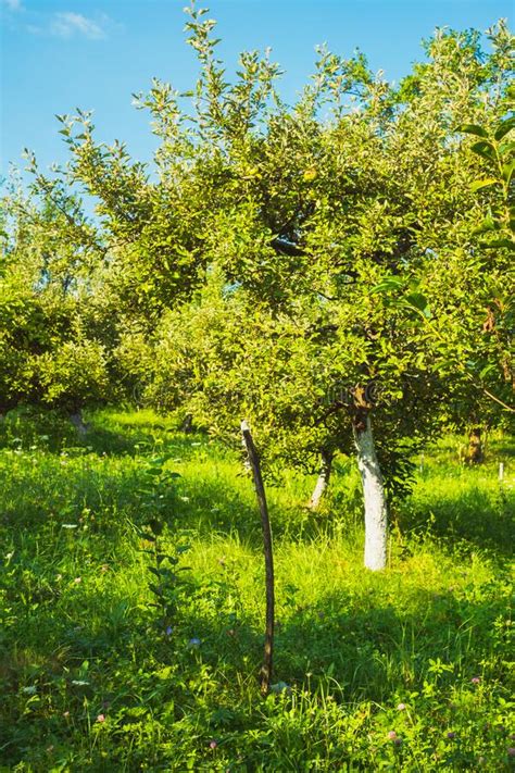 Apple Orchard In The Backyard Stock Image Image Of Lifestyle Leisure