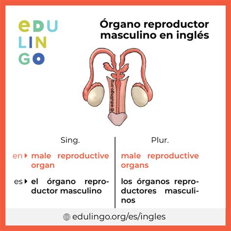 Órgano Reproductor Masculino En Inglés • Escritura Y Pronunciación Con