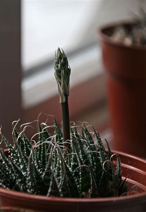 If you are a person who's not at home very often either because of work or a busy life, succulents might be the right plants for you. Is this a flower stalk on my cacti? — BBC Gardeners' World ...