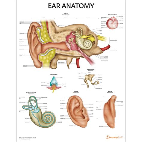 Ear Anatomy Poster Anatomical Ear Chart Anatomystuff