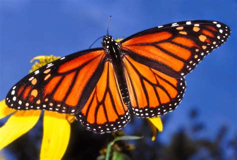 7 Of The Most Colorful Butterfly Species Fun Animals Wiki Videos
