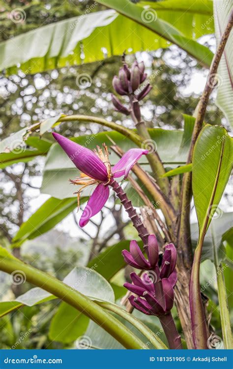 Purple Red Banana Plant Heliconia Flower From Tropical Nature Malaysia Stock Image Image Of