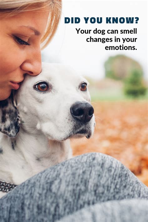 Your Dog Can Smell Your Feelings By Detecting Those Subtle Changes In