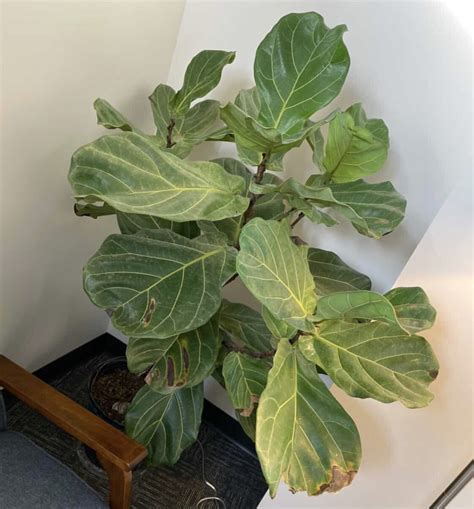 Our Ultimate Guide On Fiddle Leaf Fig Care