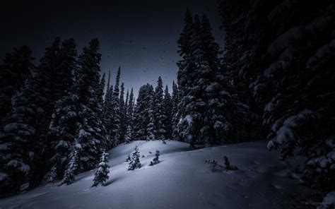 Free Download Night Snow Tree Forest Christmas Tree Winter Hd