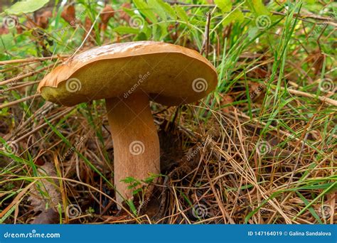 Large Edible Mushroom Porcini Penny Bun King Bolete Boletus Edulis In The Forest Grass