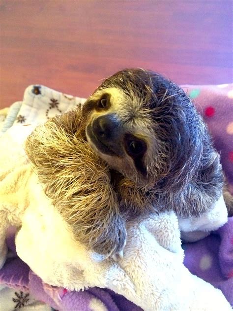 She Keeps Smiling Cute Baby Sloths Cute Sloth Pictures