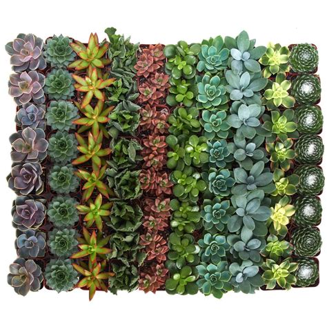 Shop Succulents 2 In Assorted Succulent Collection Of 140 A140 The