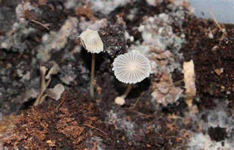 Nitrogen is an important nutrient for the organisms. Are Mushrooms Decomposers Or Producers? | BackyardDigs