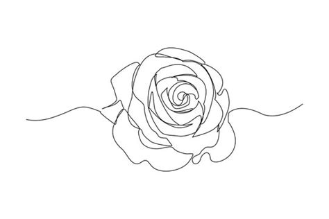 Abstract Rose Line Drawing Images Browse 147281 Stock Photos