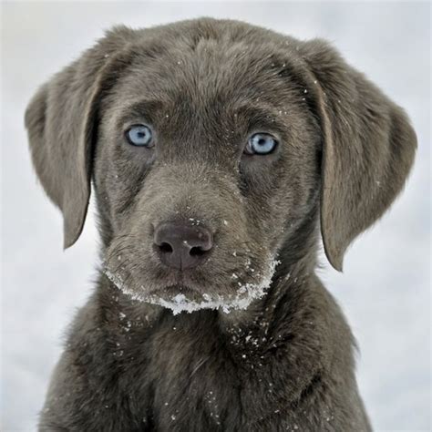 Of course, the grey pitbull puppy with blue eyes is more expensive than other. grey lab with blue eyes pets | I said PIN NOW | Pinterest ...